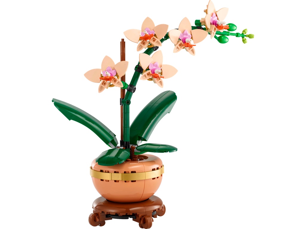 L’orchidée miniature · 10343-1