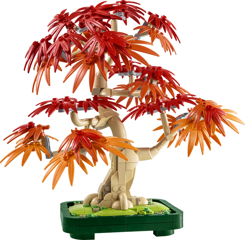 Bonsaï d’érable rouge du Japon