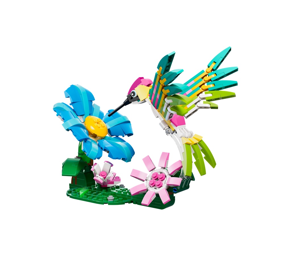 Animaux sauvages : le colibri coloré