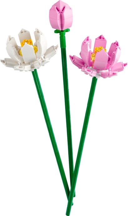FLEURS DE LOTUS CREATOR